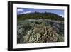 A Diverse Array of Reef-Building Corals in Raja Ampat, Indonesia-Stocktrek Images-Framed Photographic Print