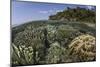 A Diverse Array of Reef-Building Corals in Raja Ampat, Indonesia-Stocktrek Images-Mounted Photographic Print