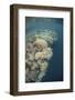 A Diverse Coral Reef Drops into Deep Water in Raja Ampat, Indonesia-Stocktrek Images-Framed Photographic Print