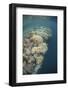 A Diverse Coral Reef Drops into Deep Water in Raja Ampat, Indonesia-Stocktrek Images-Framed Photographic Print