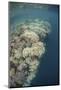 A Diverse Coral Reef Drops into Deep Water in Raja Ampat, Indonesia-Stocktrek Images-Mounted Photographic Print