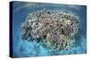 A Diverse Coral Reef Grows in Shallow Water in the Solomon Islands-Stocktrek Images-Stretched Canvas