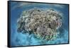 A Diverse Coral Reef Grows in Shallow Water in the Solomon Islands-Stocktrek Images-Framed Stretched Canvas