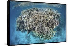 A Diverse Coral Reef Grows in Shallow Water in the Solomon Islands-Stocktrek Images-Framed Stretched Canvas