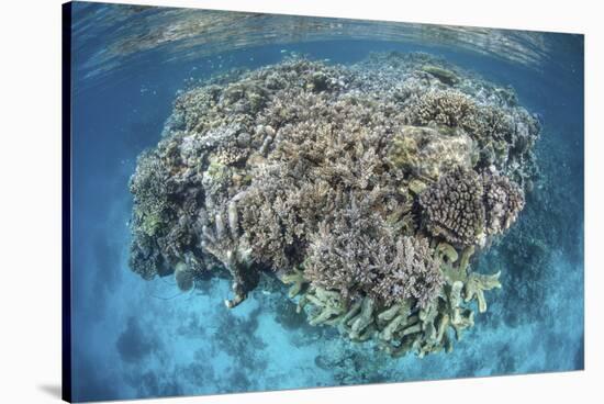 A Diverse Coral Reef Grows in Shallow Water in the Solomon Islands-Stocktrek Images-Stretched Canvas