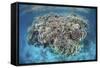 A Diverse Coral Reef Grows in Shallow Water in the Solomon Islands-Stocktrek Images-Framed Stretched Canvas