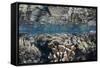 A Diverse Coral Reef Grows in Shallow Water in the Solomon Islands-Stocktrek Images-Framed Stretched Canvas