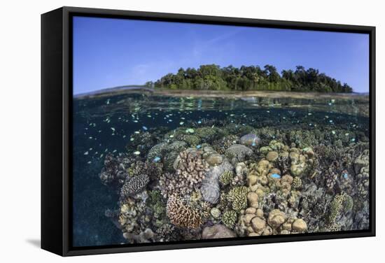 A Diverse Coral Reef Grows in Shallow Water in the Solomon Islands-Stocktrek Images-Framed Stretched Canvas