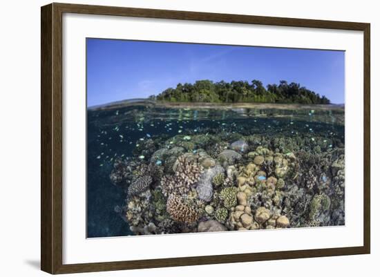 A Diverse Coral Reef Grows in Shallow Water in the Solomon Islands-Stocktrek Images-Framed Photographic Print