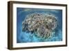 A Diverse Coral Reef Grows in Shallow Water in the Solomon Islands-Stocktrek Images-Framed Photographic Print