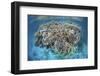 A Diverse Coral Reef Grows in Shallow Water in the Solomon Islands-Stocktrek Images-Framed Photographic Print