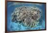 A Diverse Coral Reef Grows in Shallow Water in the Solomon Islands-Stocktrek Images-Framed Photographic Print