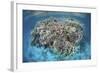 A Diverse Coral Reef Grows in Shallow Water in the Solomon Islands-Stocktrek Images-Framed Photographic Print