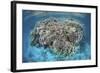 A Diverse Coral Reef Grows in Shallow Water in the Solomon Islands-Stocktrek Images-Framed Photographic Print