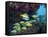 A Diversity of Grunt Fish Under a Colorful Coral Reef, Key Largo, Florida-Stocktrek Images-Framed Stretched Canvas