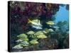 A Diversity of Grunt Fish Under a Colorful Coral Reef, Key Largo, Florida-Stocktrek Images-Stretched Canvas