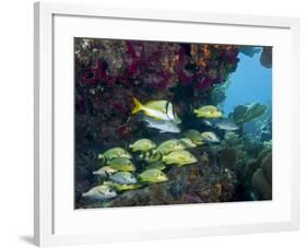 A Diversity of Grunt Fish Under a Colorful Coral Reef, Key Largo, Florida-Stocktrek Images-Framed Photographic Print