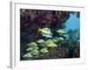 A Diversity of Grunt Fish Under a Colorful Coral Reef, Key Largo, Florida-Stocktrek Images-Framed Photographic Print