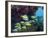 A Diversity of Grunt Fish Under a Colorful Coral Reef, Key Largo, Florida-Stocktrek Images-Framed Photographic Print