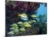 A Diversity of Grunt Fish Under a Colorful Coral Reef, Key Largo, Florida-Stocktrek Images-Mounted Photographic Print