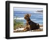 A Doberman Pinscher, Carmel Beach, California, USA-Zandria Muench Beraldo-Framed Photographic Print