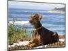 A Doberman Pinscher, Carmel Beach, California, USA-Zandria Muench Beraldo-Mounted Photographic Print