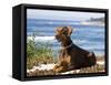 A Doberman Pinscher, Carmel Beach, California, USA-Zandria Muench Beraldo-Framed Stretched Canvas