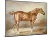 A Docked Chestnut Horse-Theodore Gericault-Mounted Giclee Print