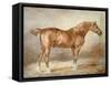 A Docked Chestnut Horse-Theodore Gericault-Framed Stretched Canvas