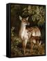 A Doe with Her Fawn-Samuel John Carter-Framed Stretched Canvas