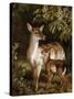 A Doe with Her Fawn-Samuel John Carter-Stretched Canvas