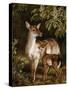 A Doe with Her Fawn-Samuel John Carter-Stretched Canvas