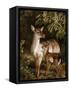 A Doe with Her Fawn-Samuel John Carter-Framed Stretched Canvas