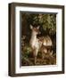 A Doe with Her Fawn-Samuel John Carter-Framed Giclee Print