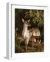 A Doe with Her Fawn-Samuel John Carter-Framed Giclee Print