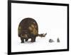 A Doedicurus Glyptodont Compared to Modern Armadillos-null-Framed Art Print