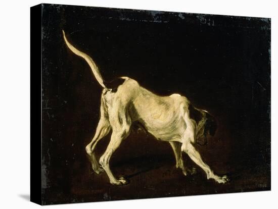 A Dog, 17th Century-Frans Snyders-Stretched Canvas