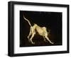 A Dog, 17th Century-Frans Snyders-Framed Giclee Print