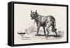 A Dog at Erment, Egypt, 1879-null-Framed Stretched Canvas