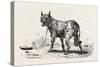 A Dog at Erment, Egypt, 1879-null-Stretched Canvas