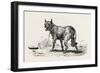 A Dog at Erment, Egypt, 1879-null-Framed Giclee Print