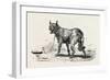 A Dog at Erment, Egypt, 1879-null-Framed Giclee Print