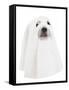 A Dog Dressed Up as a Spooky Ghost-graphicphoto-Framed Stretched Canvas