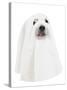 A Dog Dressed Up as a Spooky Ghost-graphicphoto-Stretched Canvas