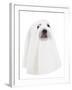 A Dog Dressed Up as a Spooky Ghost-graphicphoto-Framed Photographic Print