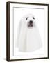 A Dog Dressed Up as a Spooky Ghost-graphicphoto-Framed Photographic Print