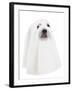 A Dog Dressed Up as a Spooky Ghost-graphicphoto-Framed Photographic Print