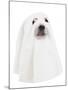 A Dog Dressed Up as a Spooky Ghost-graphicphoto-Mounted Photographic Print