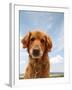 A Dog Enjoying The Outdoors On A Beautiful Summer Day-graphicphoto-Framed Photographic Print