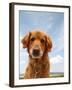 A Dog Enjoying The Outdoors On A Beautiful Summer Day-graphicphoto-Framed Photographic Print